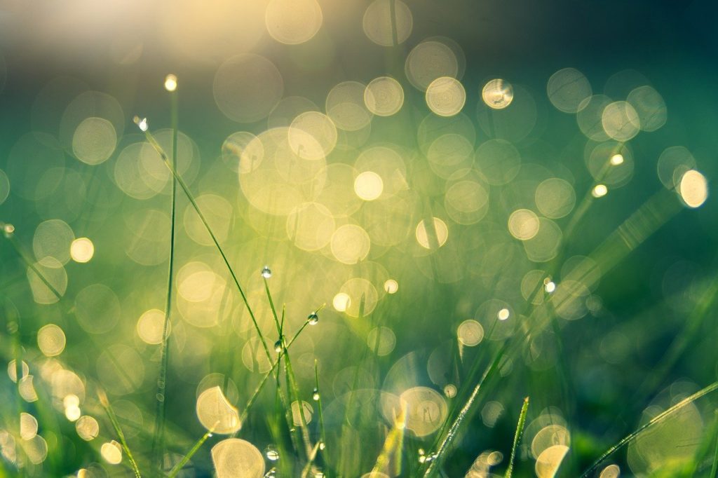 meadow, bokeh, nature